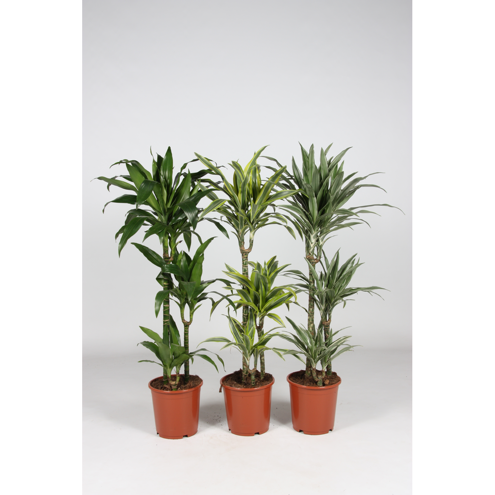 Dracaena overig mixkar.