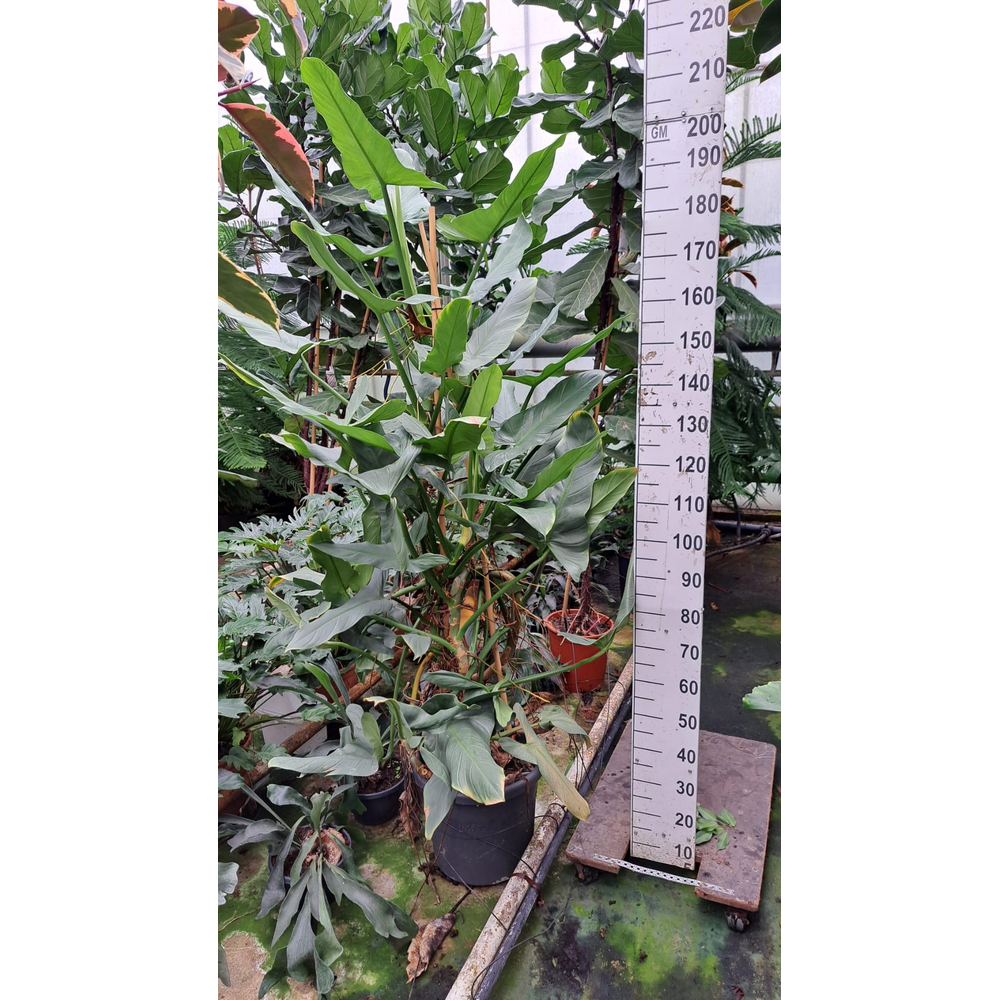 Philodendron Hastatum XXL nr1.