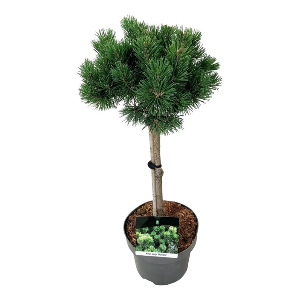 Pinus mugo 'Mumpitz'.