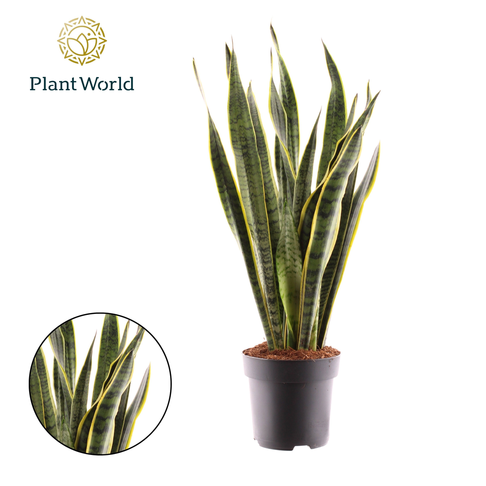 Sansevieria Laurentii.