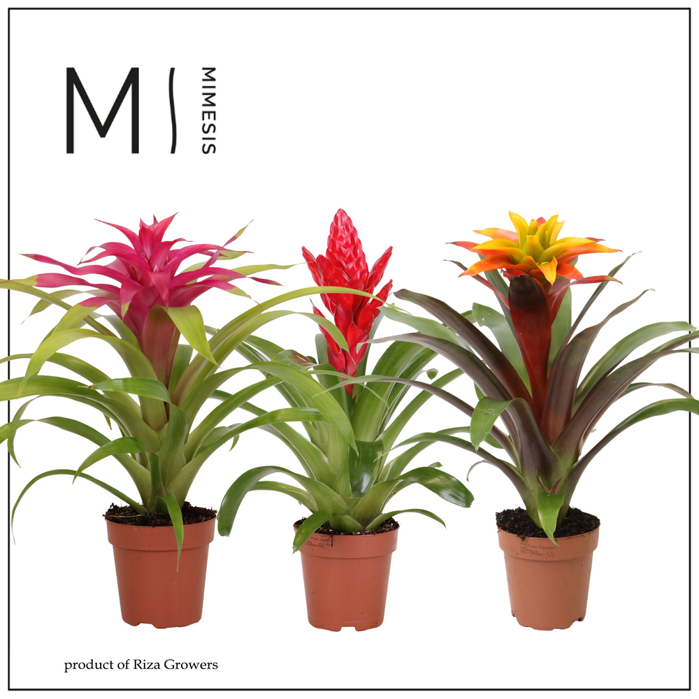 Mimesis Bromelia Happy - 12 cm.