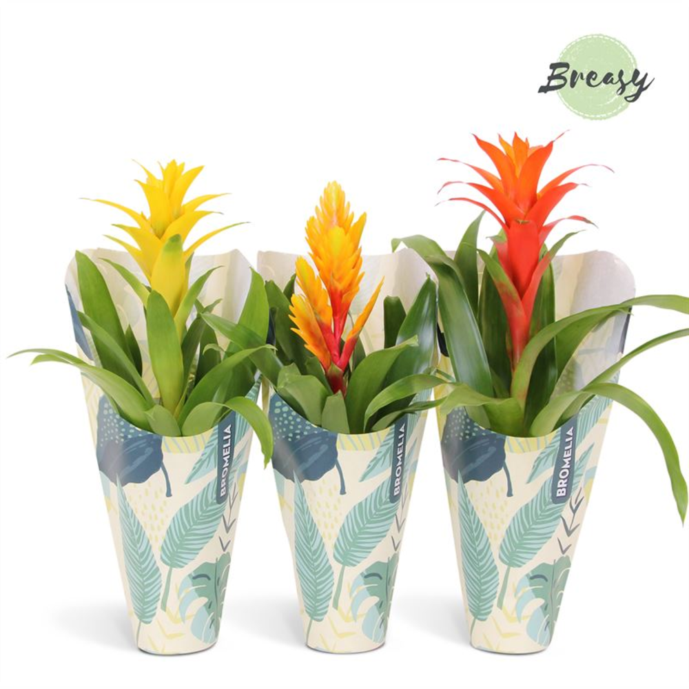 Bromelia Nature Kraft.