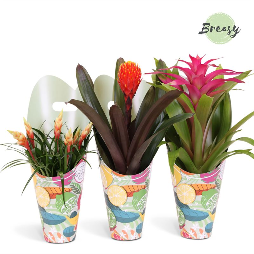 Bromelia Royal Happy Gift.
