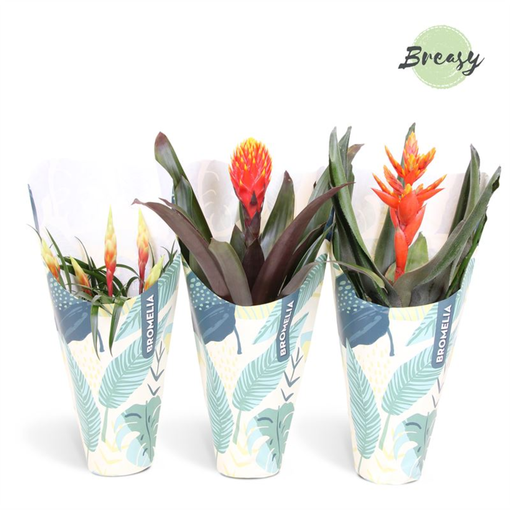 Bromelia Royal Nature Kraft.