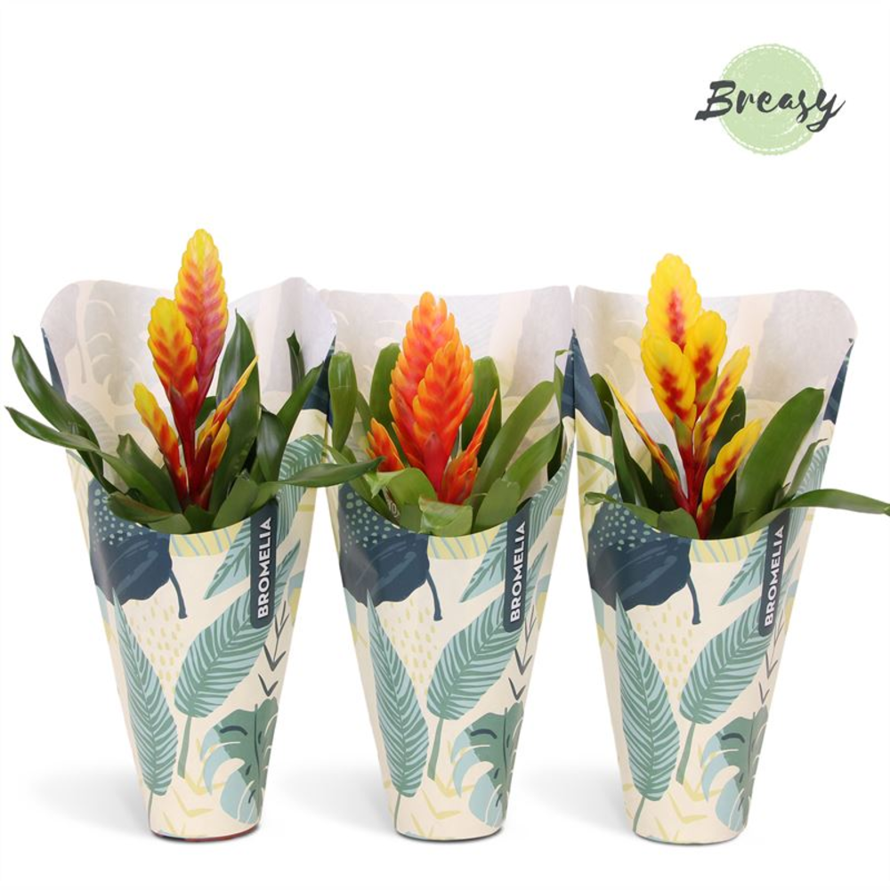 Vriesea Nature Kraft.