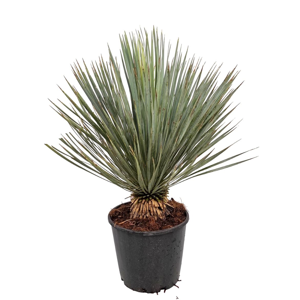 Yucca Rostrata.