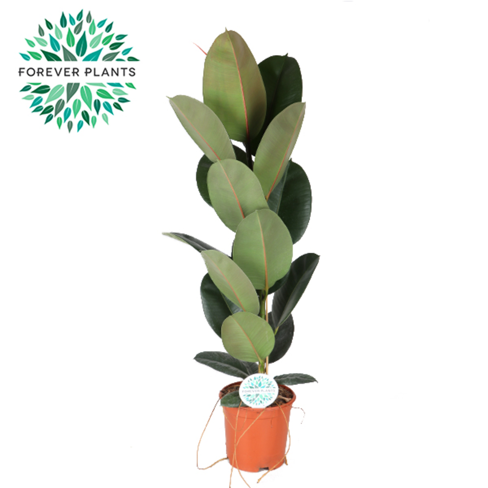Ficus Elastica Robusta 1pp SOLO.
