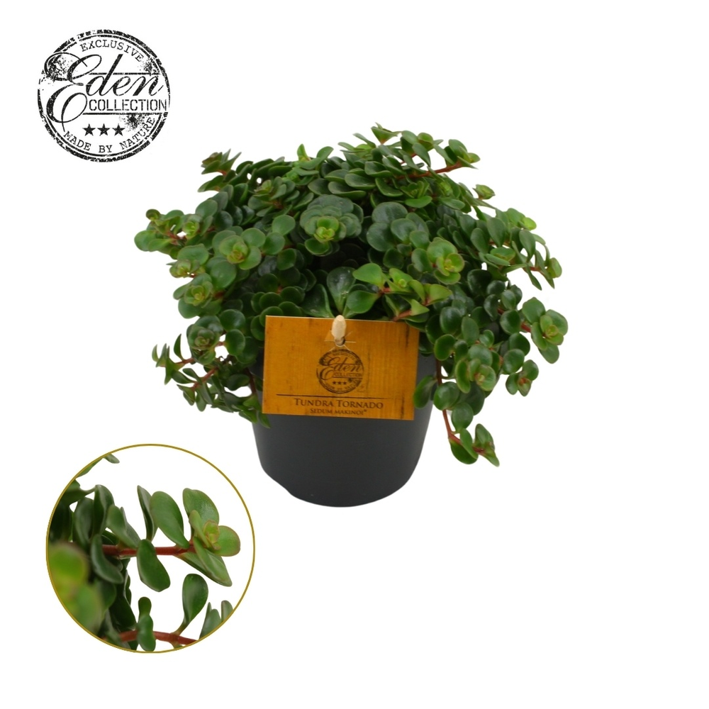 Sedum Tornado 12cm.