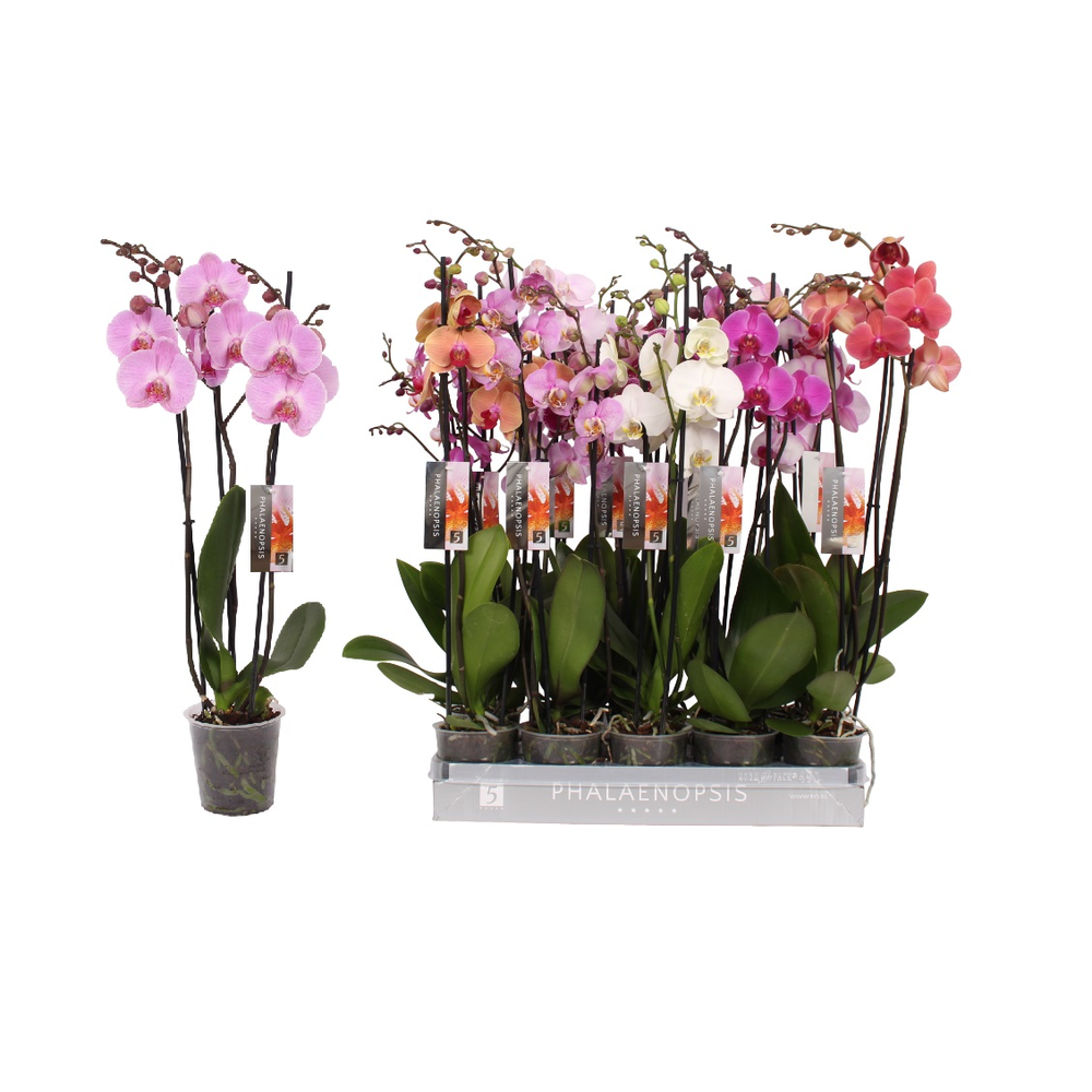 Phalaenopsis 8 color mix, 3-spike 22+.