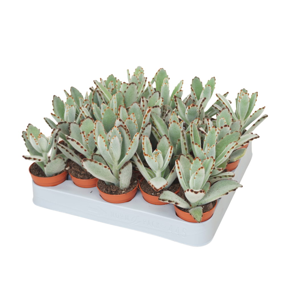 Kalanchoë tomentosa 5,5 cm.