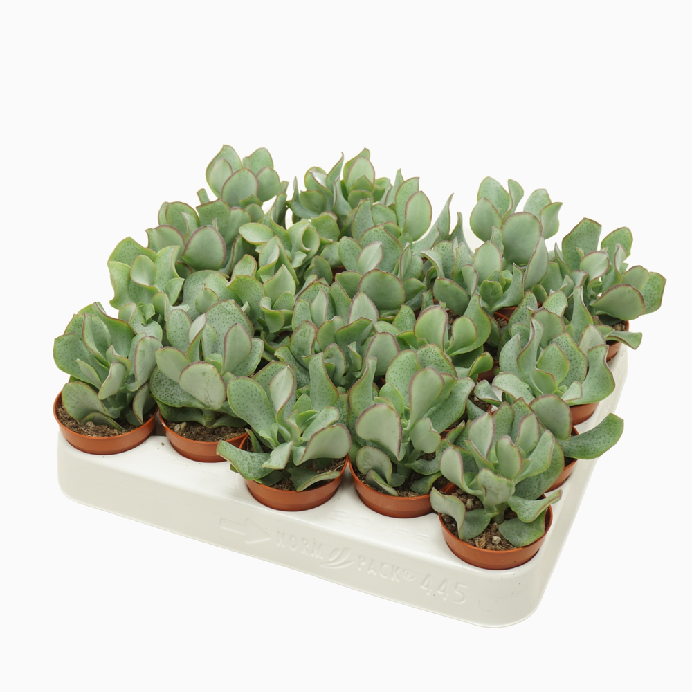 Crassula arborescens 'krul' 5,5 cm.