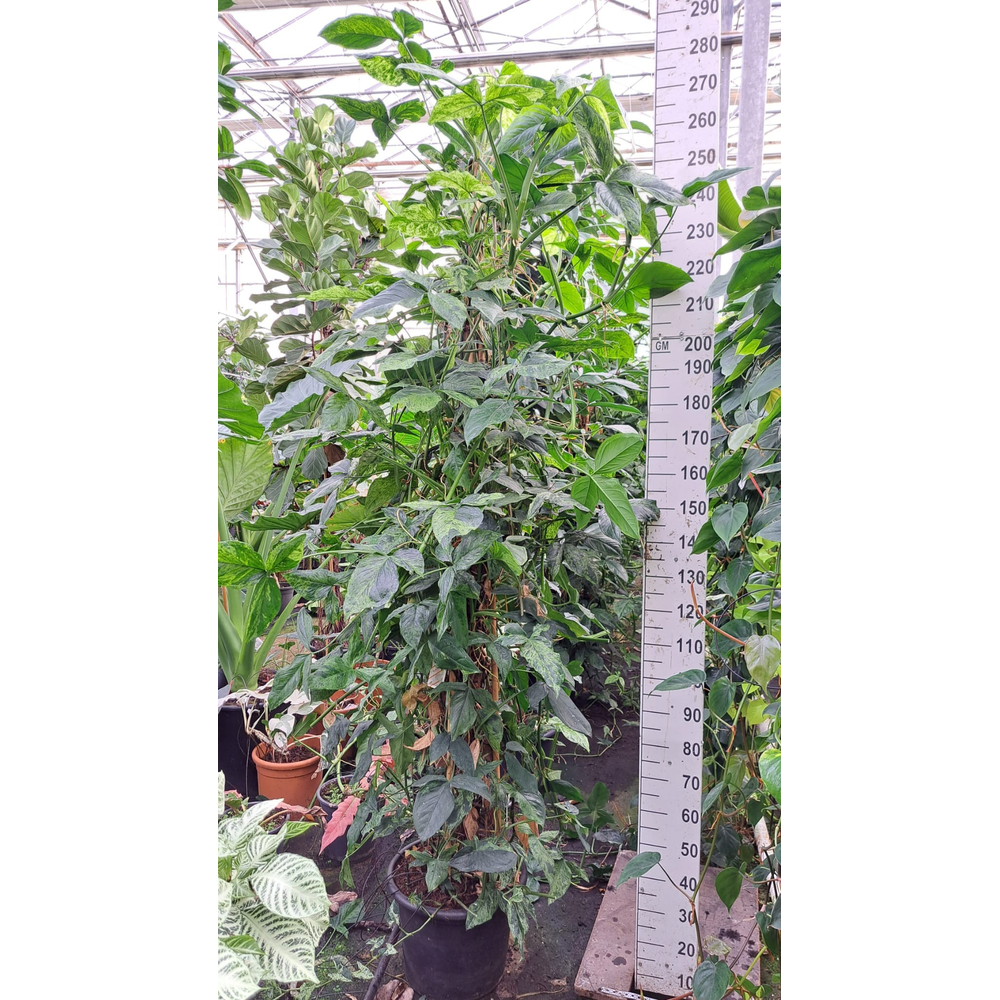 Syngonium Mottled Mojito mosstok XXL.