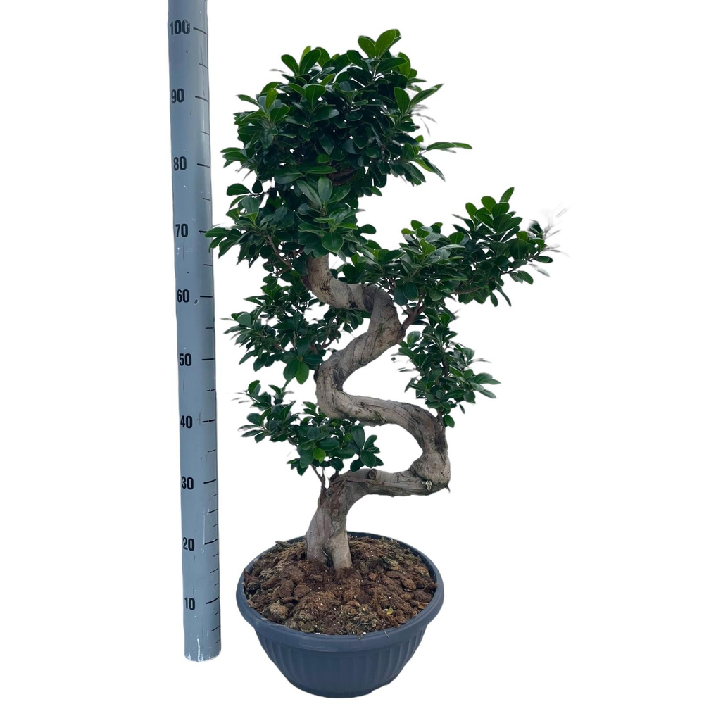 Ficus Ginseng S-Type Cp35.
