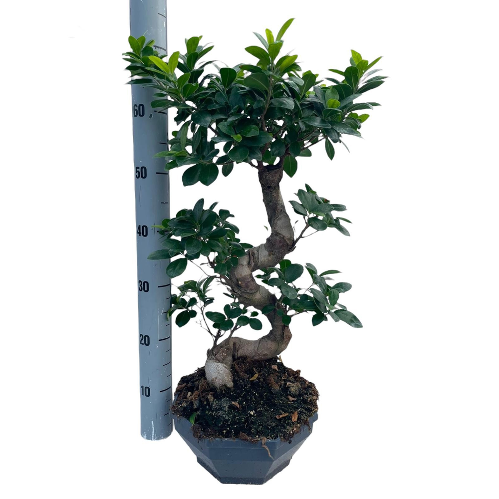 Ficus Ginseng Type-S - P26.