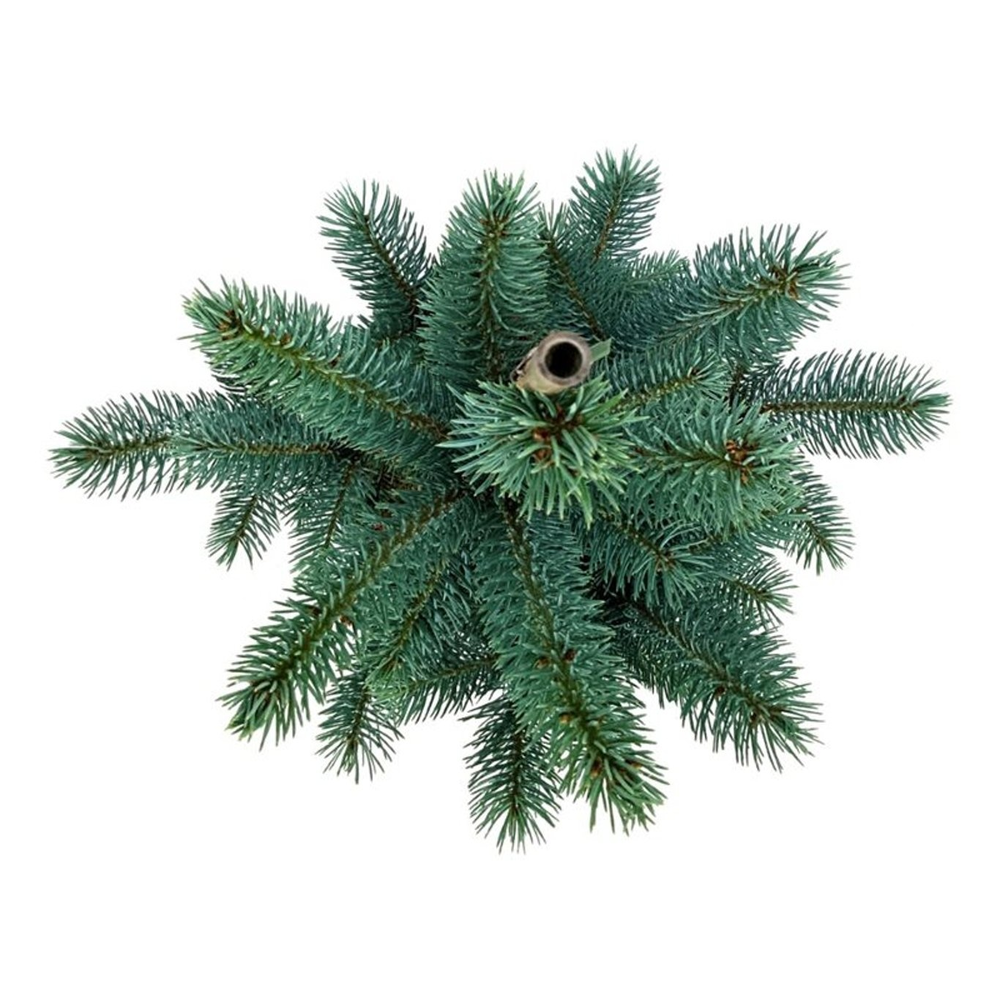 Picea pung. 'Iseli Fastigiate'.