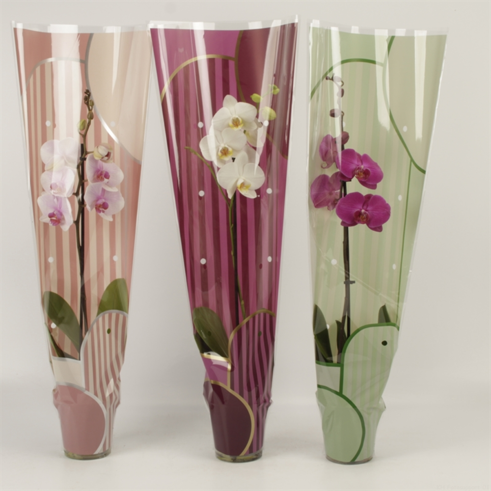 Phalaenopsis gemengd 1 tak gemengd in Leandra hoes.
