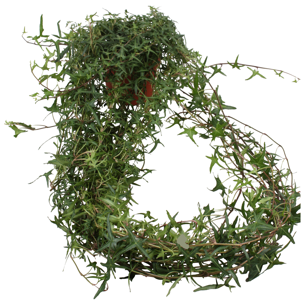 Hedera helix Sagittaefolia lange plant.