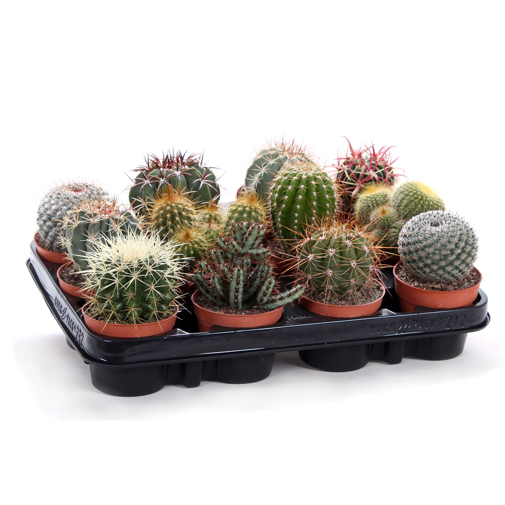 Cactus canarias 8,5 cm.