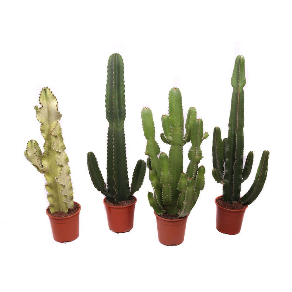 Euphorbia mix 24 cm.
