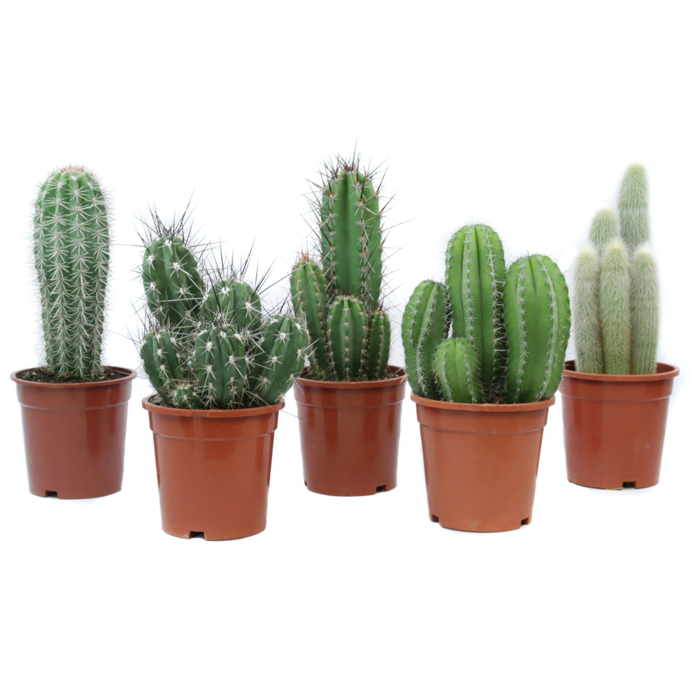 Cactus canarias 17 cm.