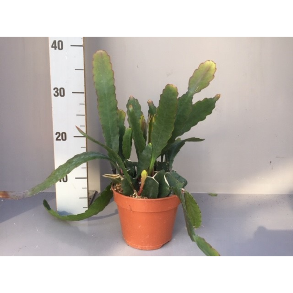 Epiphyllum Sarah courant.
