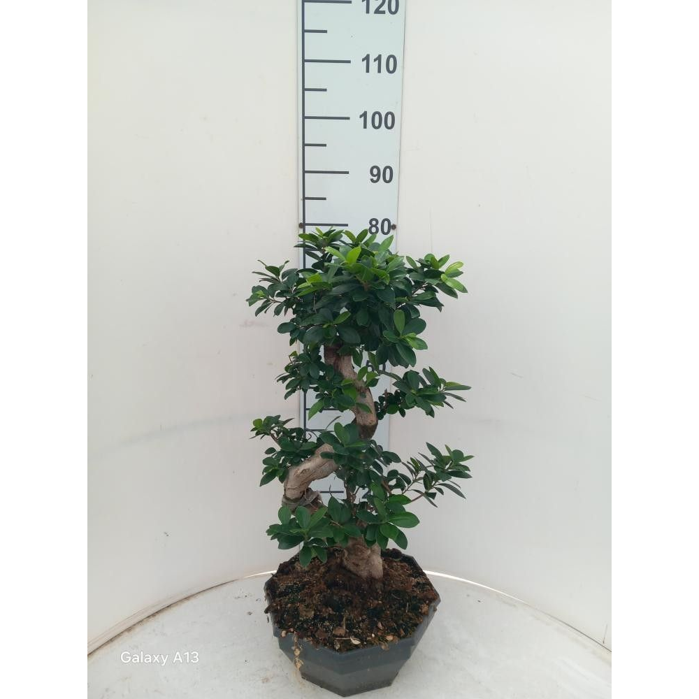 Ficus Ginseng Bonsai S. Type CP32.
