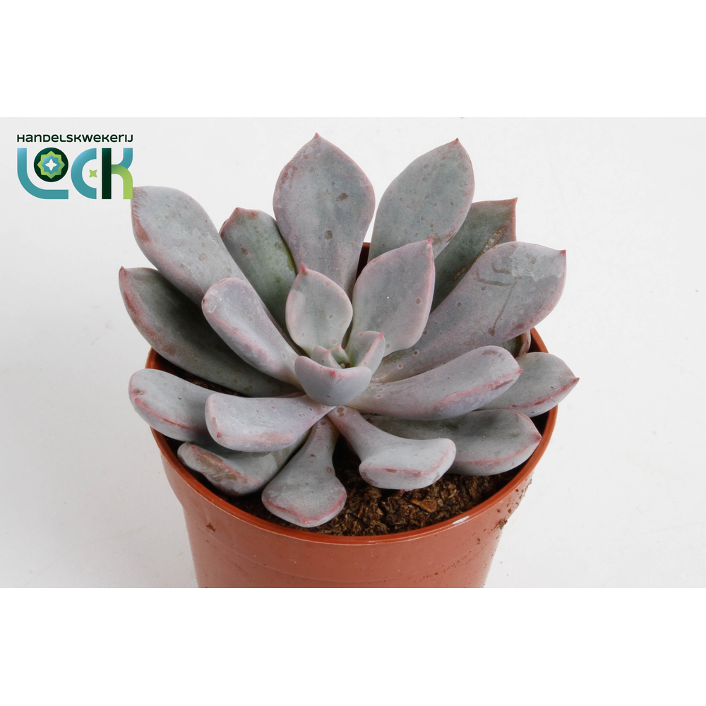 Echeveria Monica.