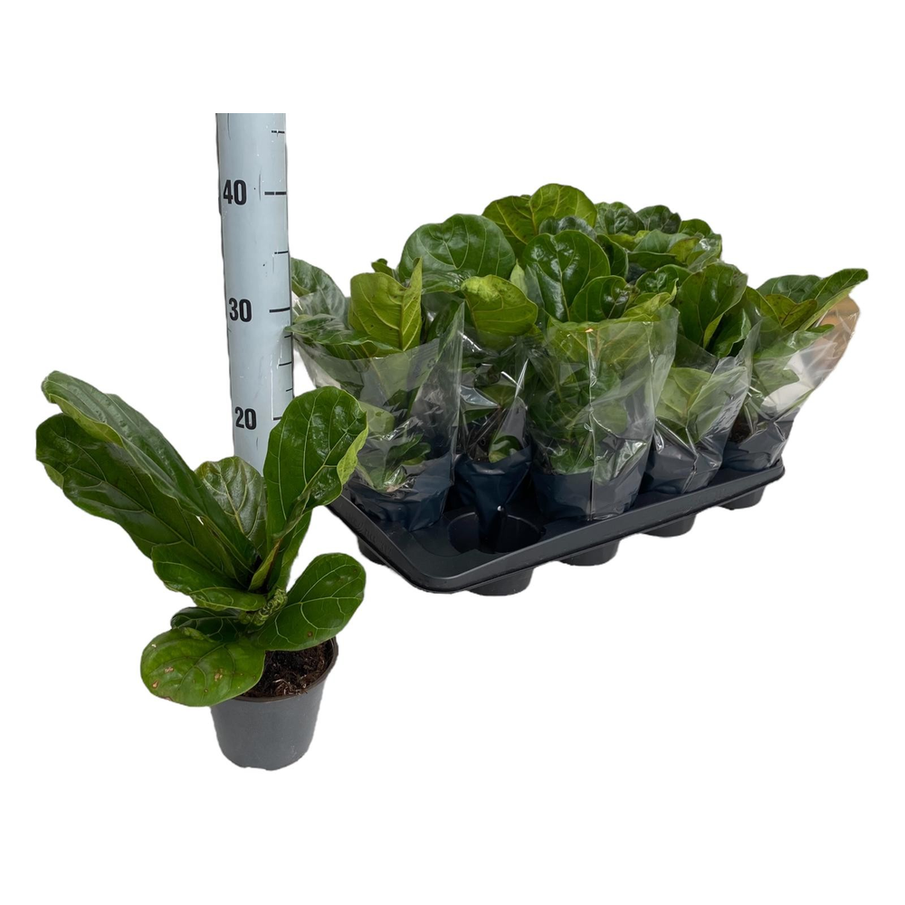 Ficus Lyrata P12.