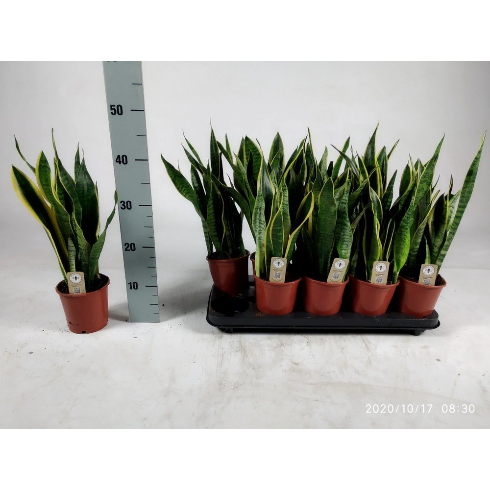 Sansevieria trifasciata 'Laurentii' 45cm.