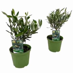 Olea europaea "mini stam".