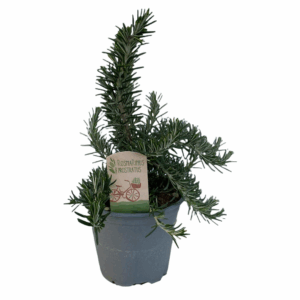 Rosmarinus prostratus.