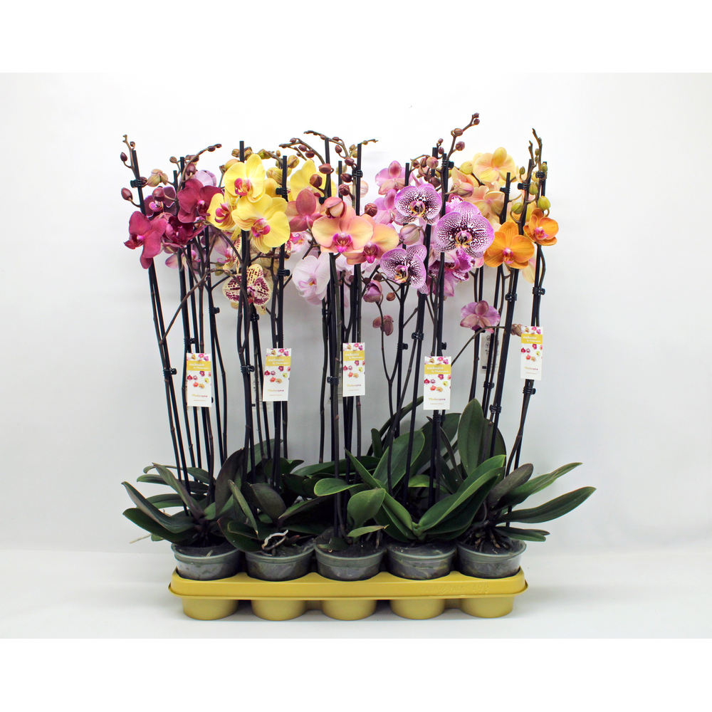 Gemengd 2-tak 70cm (GROEN).