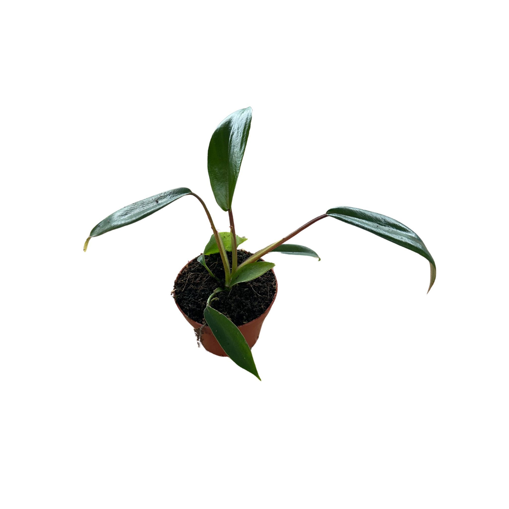 Philodendron Joepii.