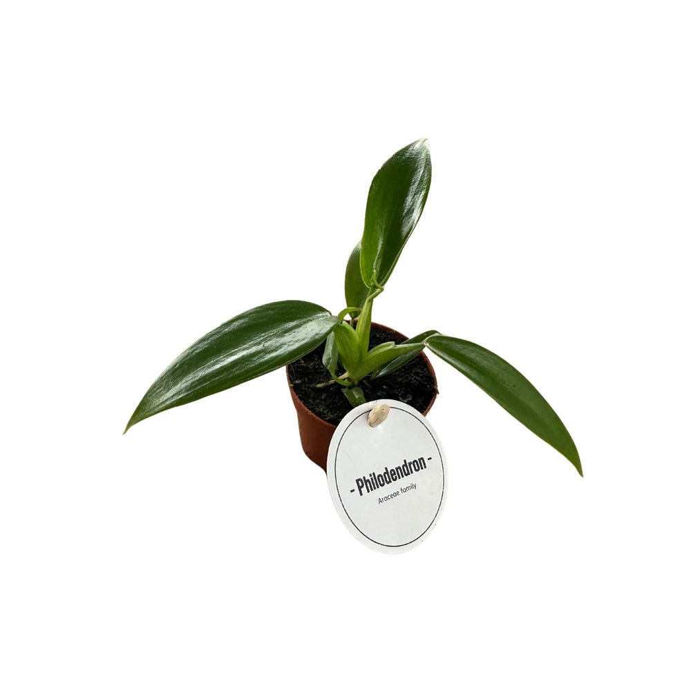 Philodendron Panduriforme.