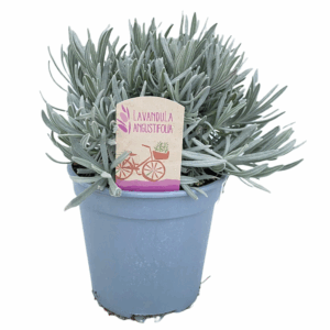 Lavandula angustifolia.