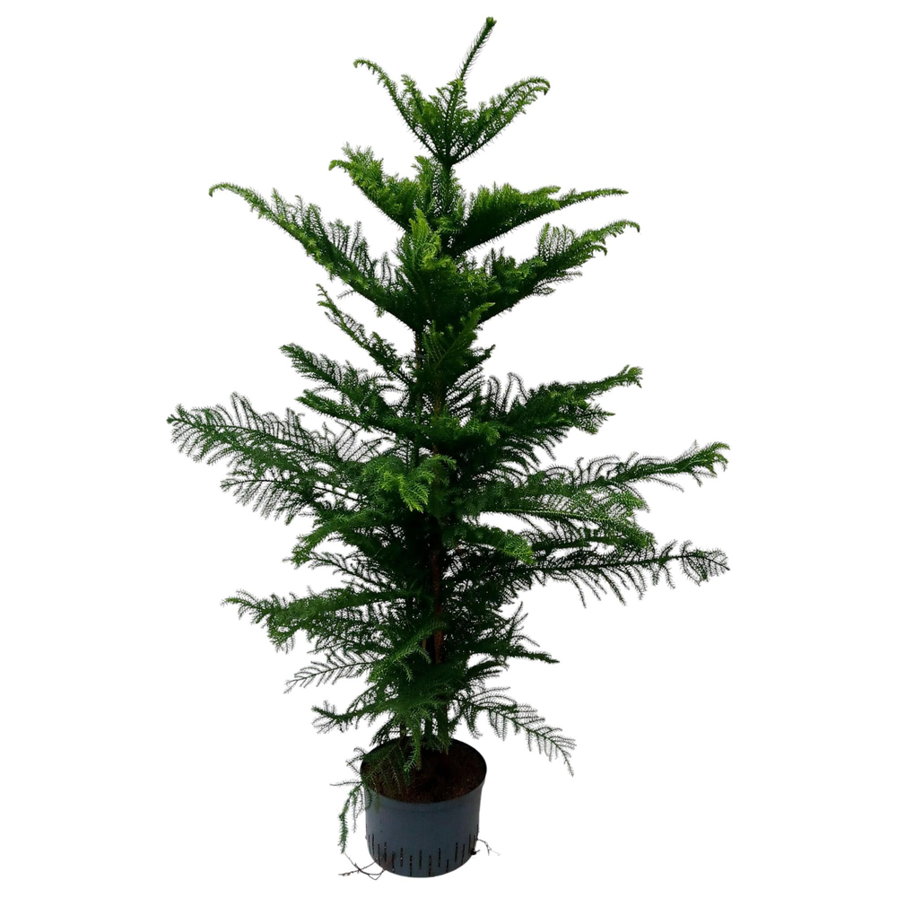 araucaria hydro.
