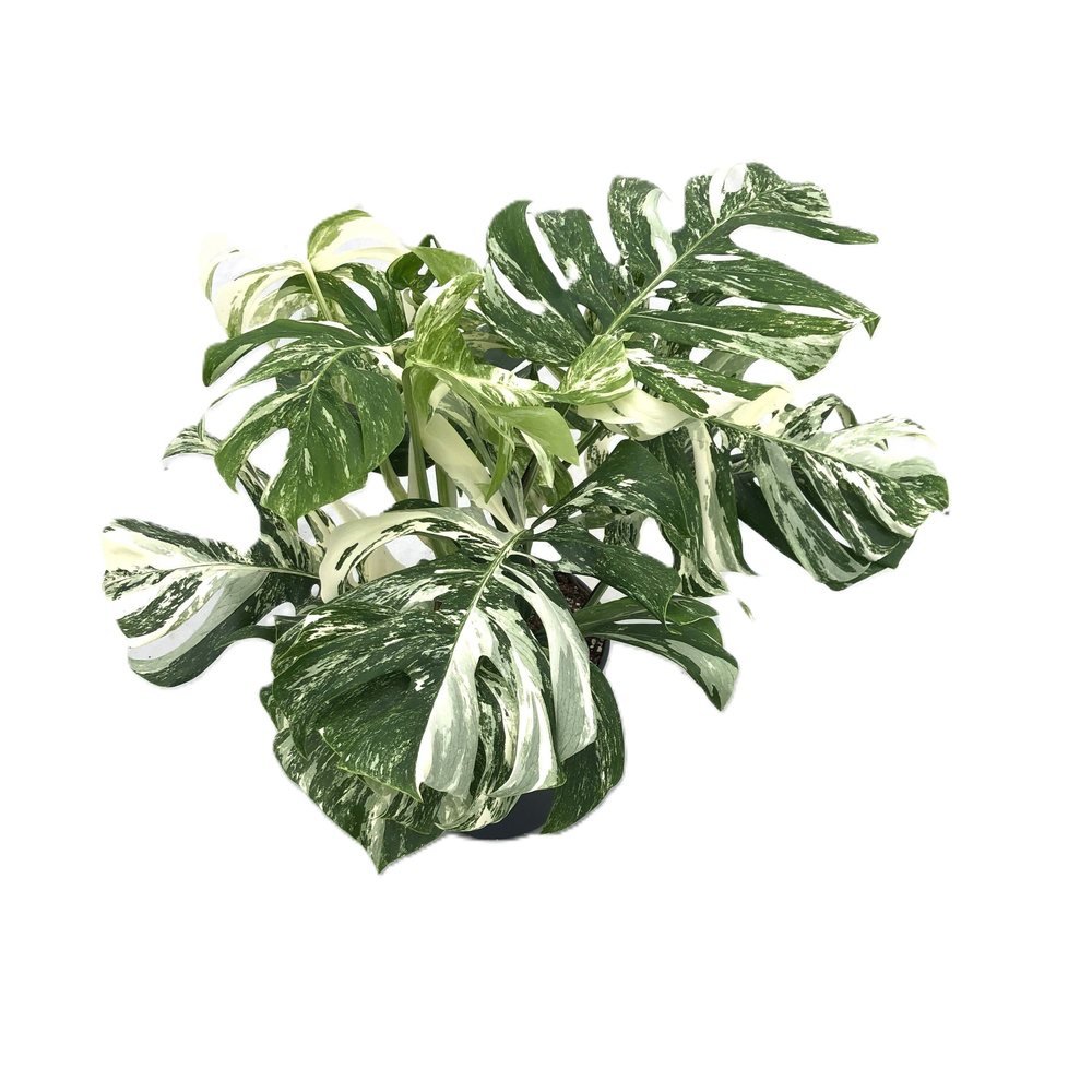 Monstera deliciosa 'variegata' p27 2pp.