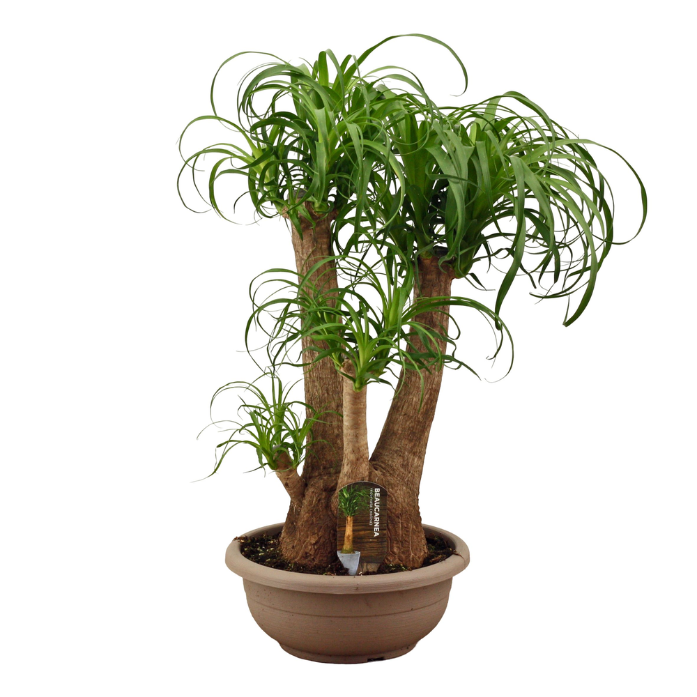 Beaucarnea vertakt compact in 30 cm schaal.
