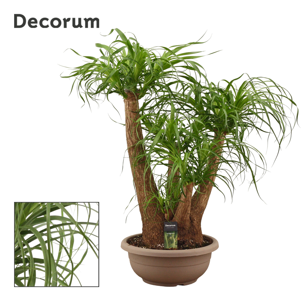 Beaucarnea vertakt compact in 35 cm schaal (Decoru.