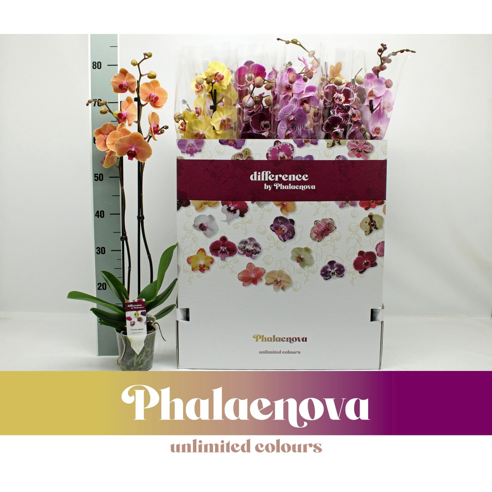Gemengd 2-tak 80cm 12 Kleuren doos mix (RIJP).