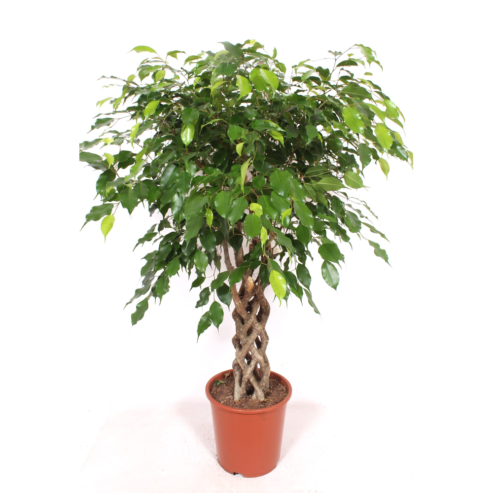 Ficus Exotica.