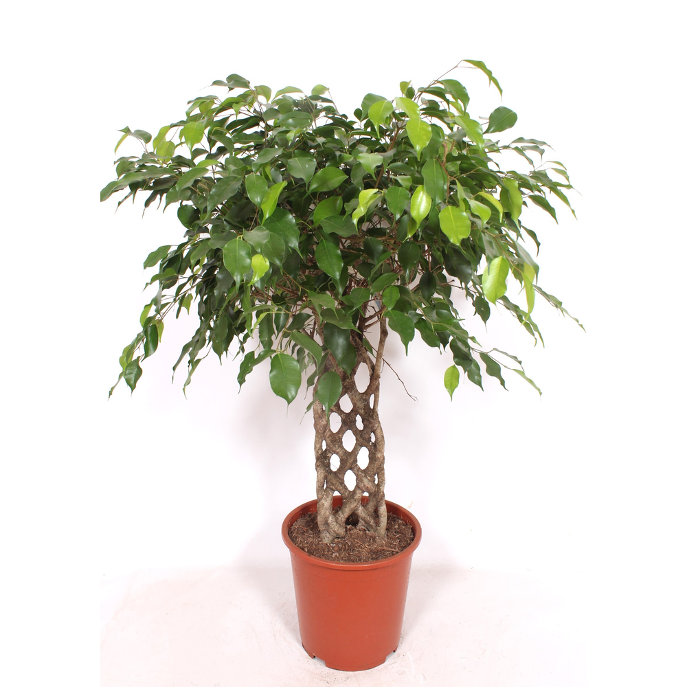 Ficus Exotica.
