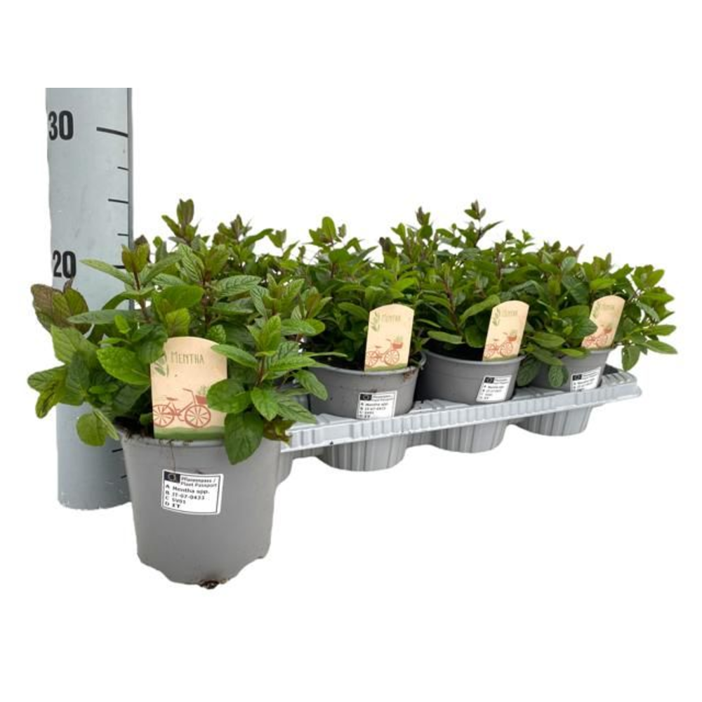 Mentha spicata Maroc.