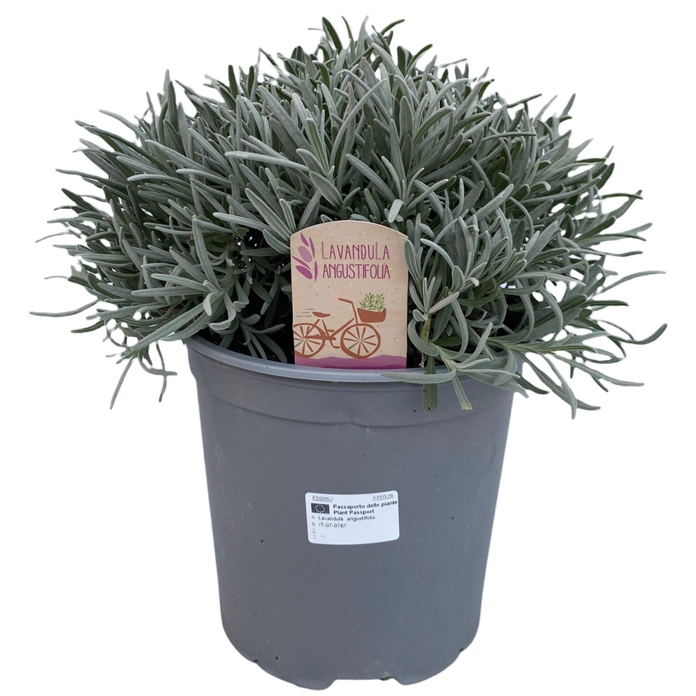 Lavandula angustifolia.
