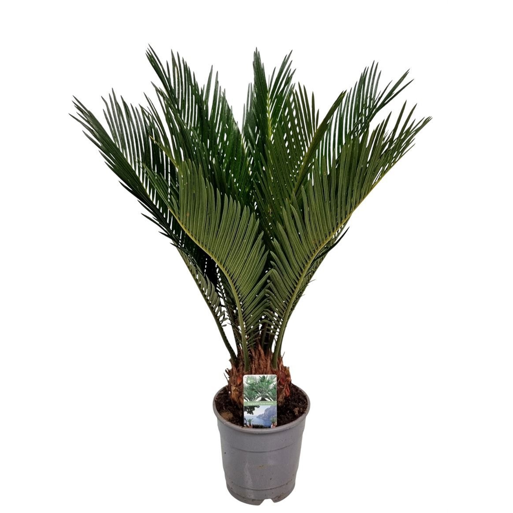 Cycas Revoluta 8+ Blad.