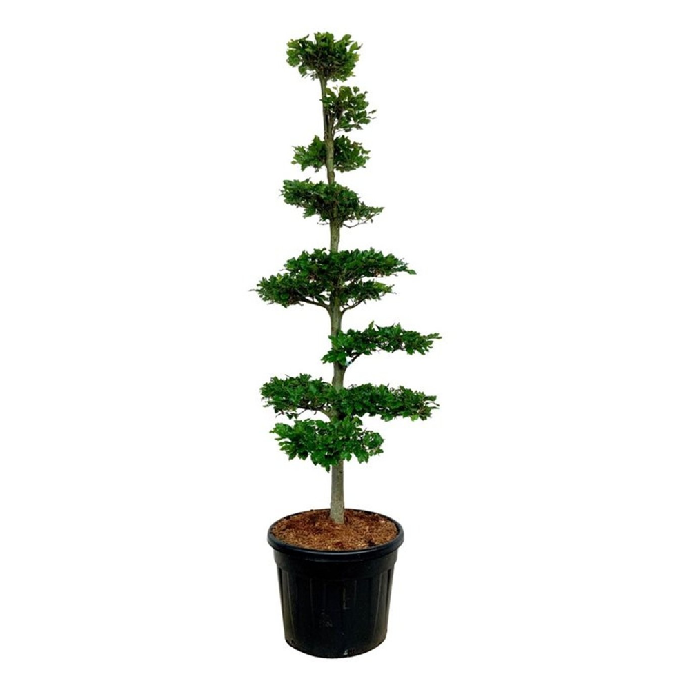 Fagus sylvatica.