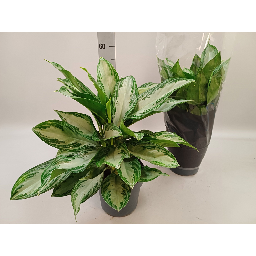 Aglaonema 'Silver Bay' P21.