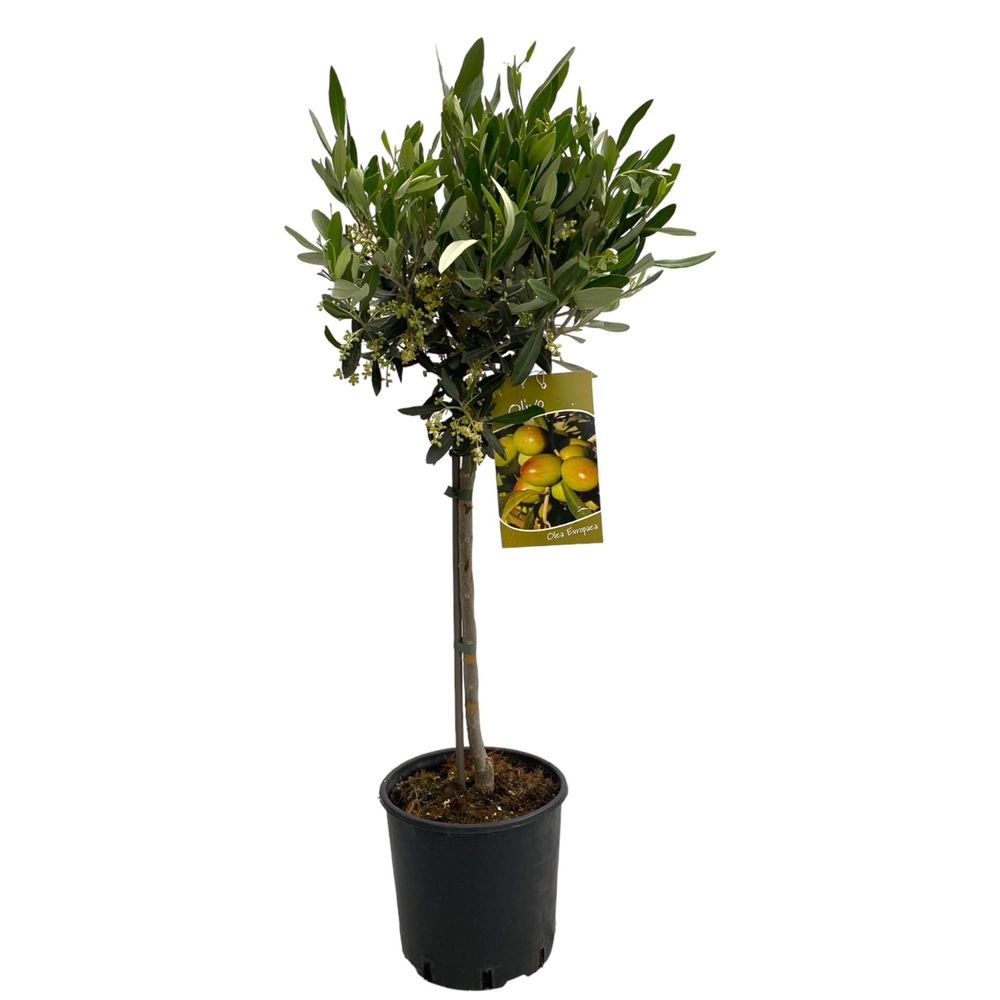 Olea europaea "op stam".