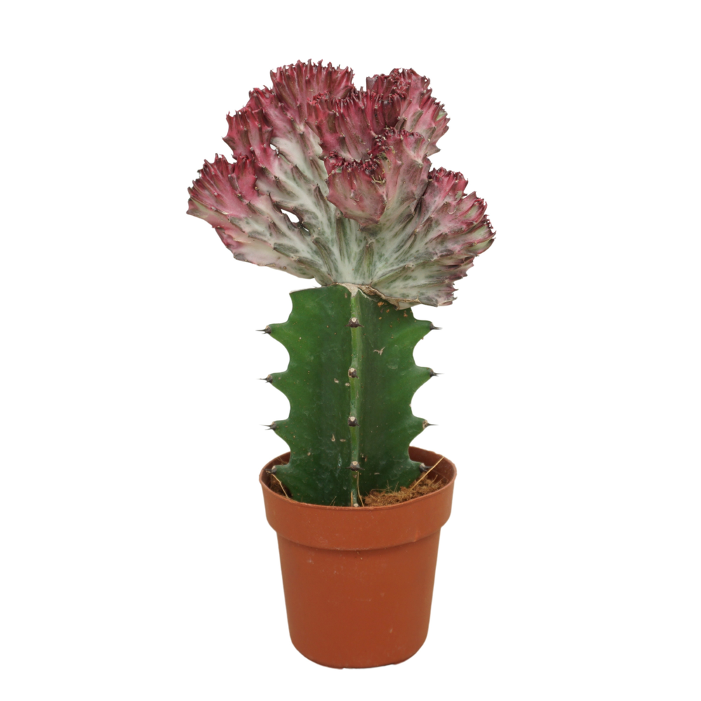 Euphorbia lactea 'cristata' 8,5 cm.