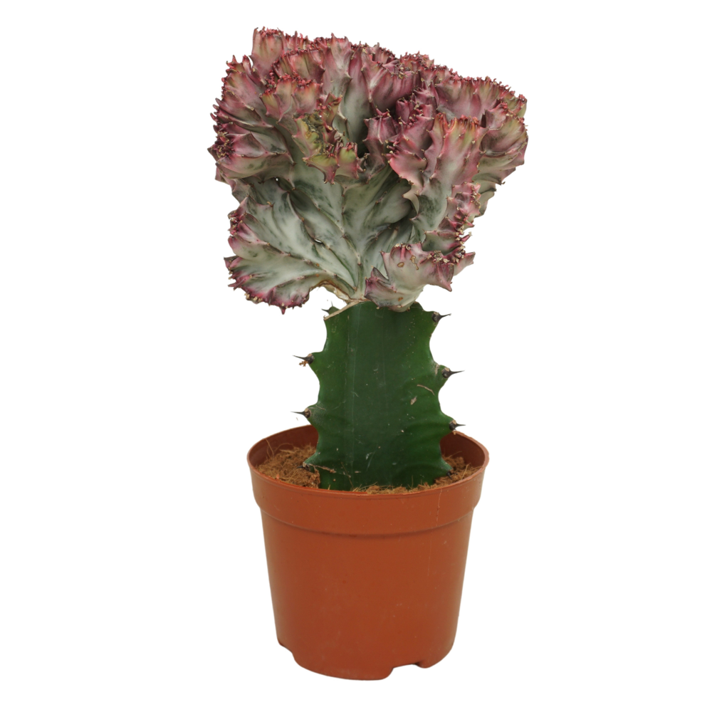 Euphorbia lactea 'cristata' 10,5 cm.